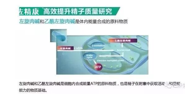 左旋肉碱和乙酰左旋肉碱联合改善男性少弱精症(图4)