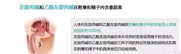 左旋肉碱和乙酰左旋肉碱联合改善男性少弱精症(图5)