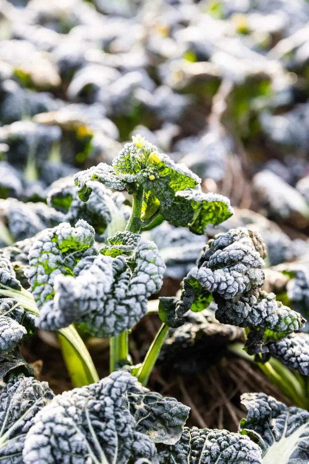 从小众产品到网红蔬菜随州泡泡青品牌打造案例