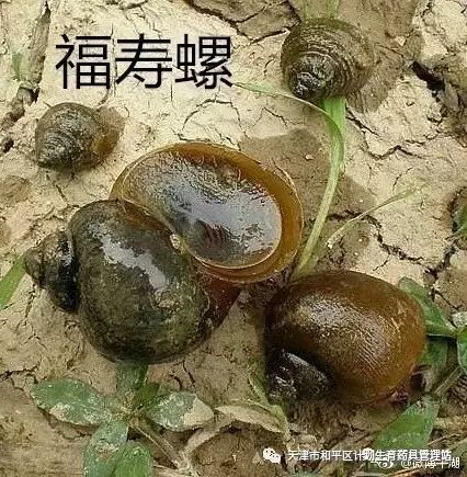 但食用未煮熟煮透的福寿螺可能引起广州管圆线虫等寄生虫在人体内感染
