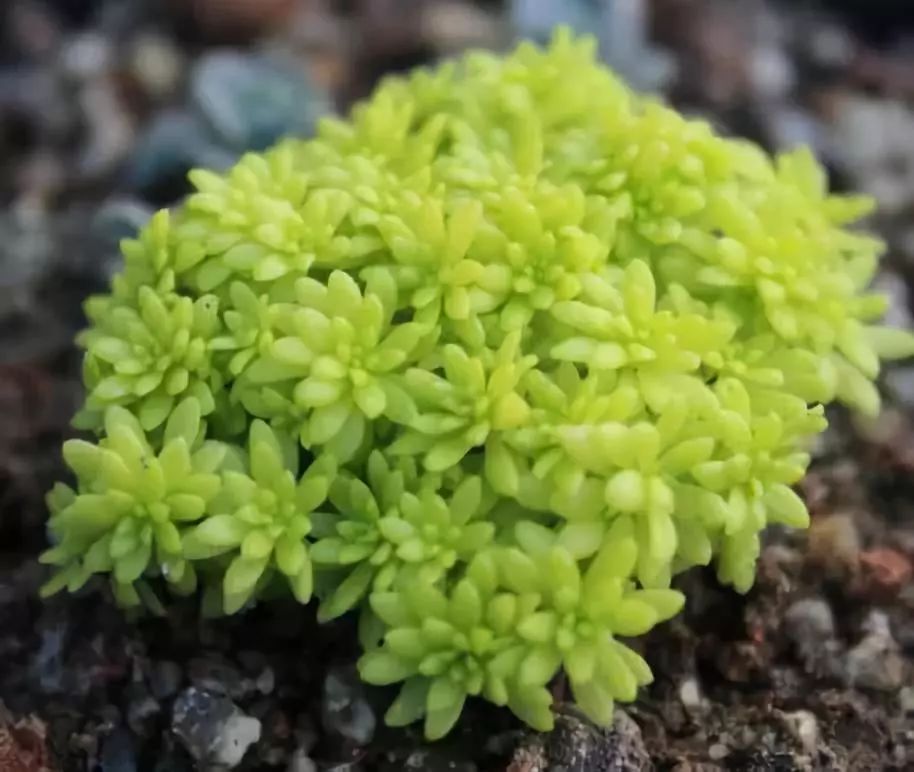 黄金万年草 多肉界的萌宠 多肉植物控 微信公众号文章阅读 Wemp