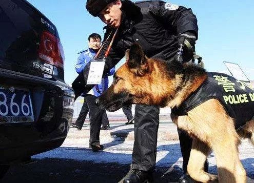 網友說他被一隻警犬「盯」上了，當時心情特別緊張！可沒想到....... 寵物 第3張