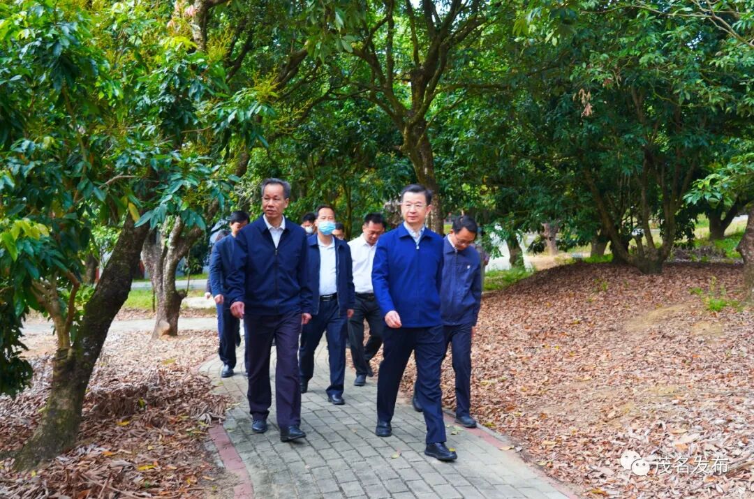 庄悦群到高州调研乡村振兴工作发挥独特优势做强当家品牌推动城乡区域