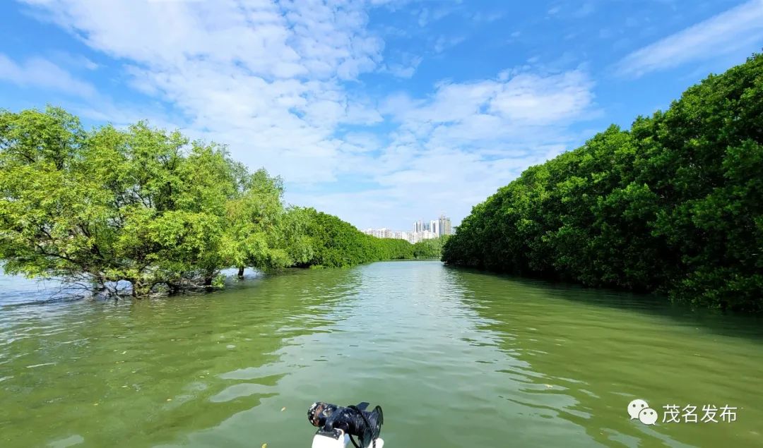 茂名鹭鸟翔集舞翩跹水东湾红树林成鸟类天堂
