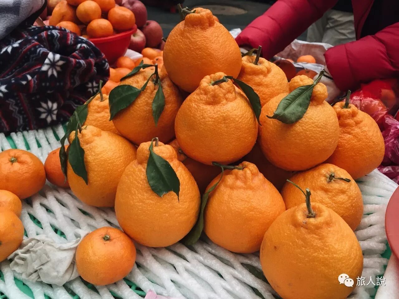 济州岛的橘子