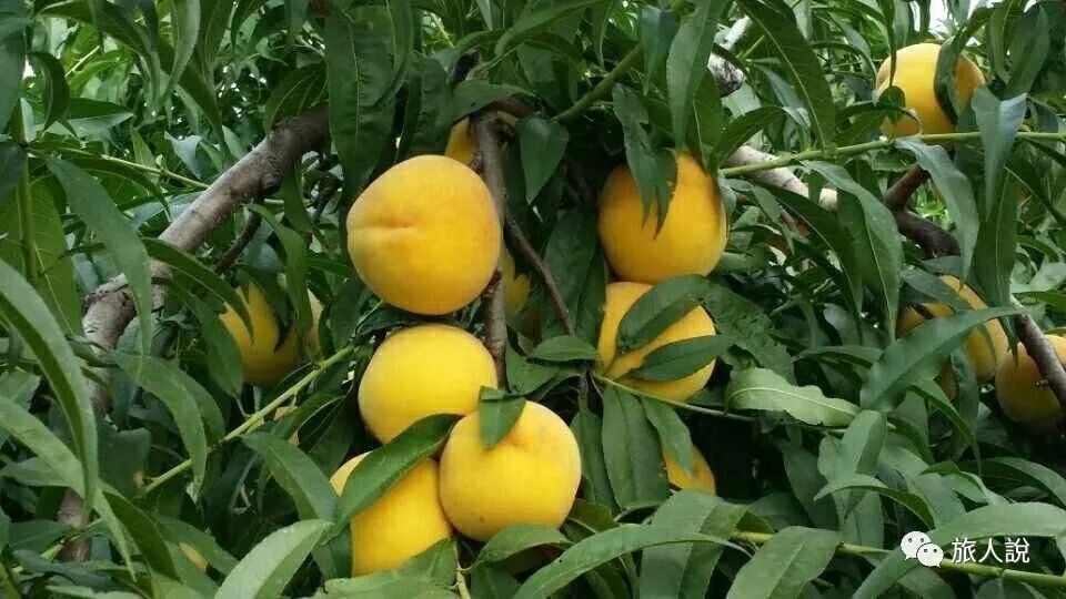 日拉布拉多桃子图片