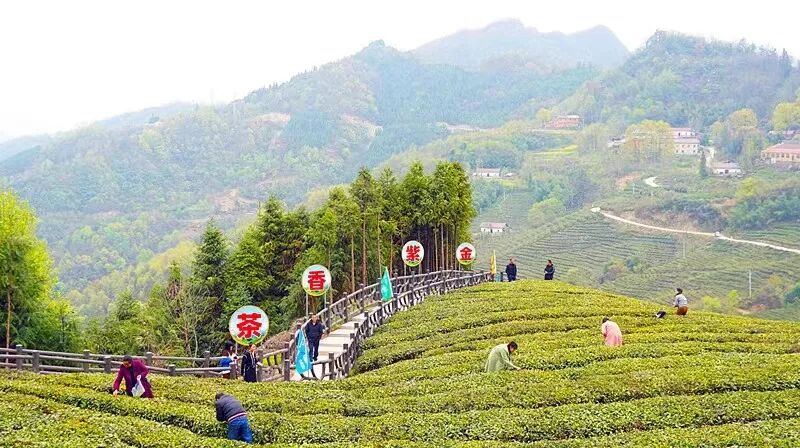 五谷深情味在谷城农旅博览会暨紫金镇第三届茶文化节隆重举行