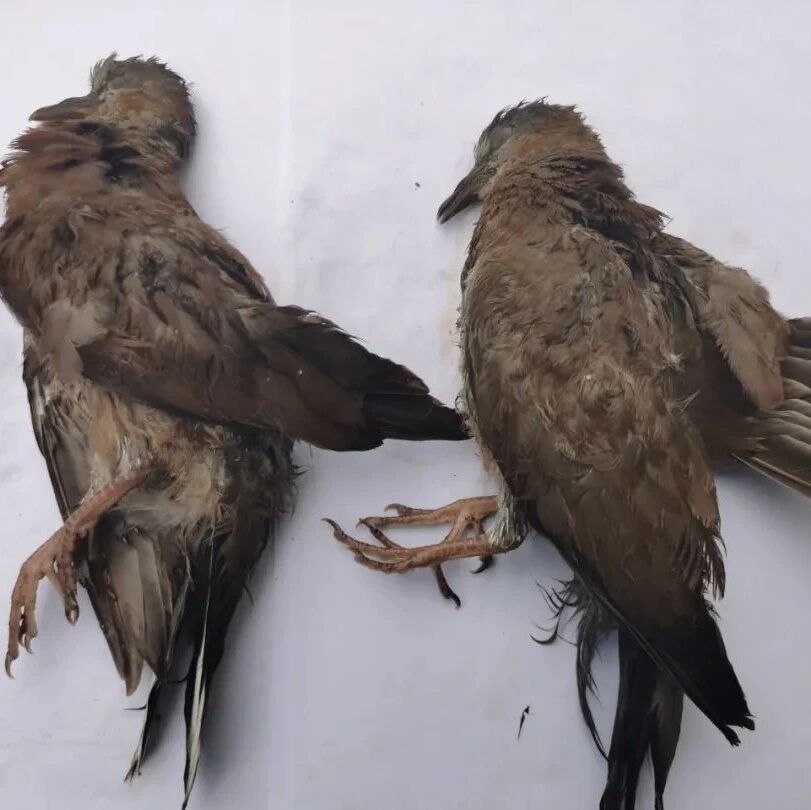 眉山修文男子弹弓打斑鸠被抓