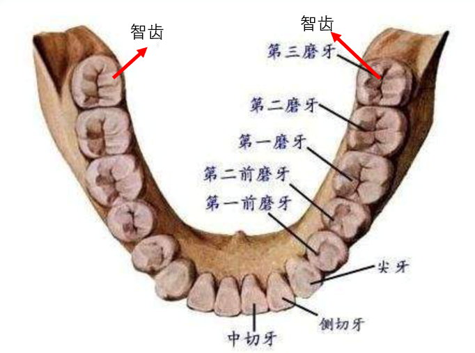 只是拔个智齿，为何不能一次性拔完？