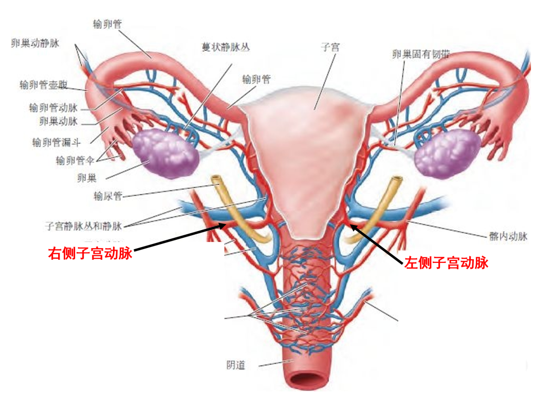 平躺子宫分布图图片