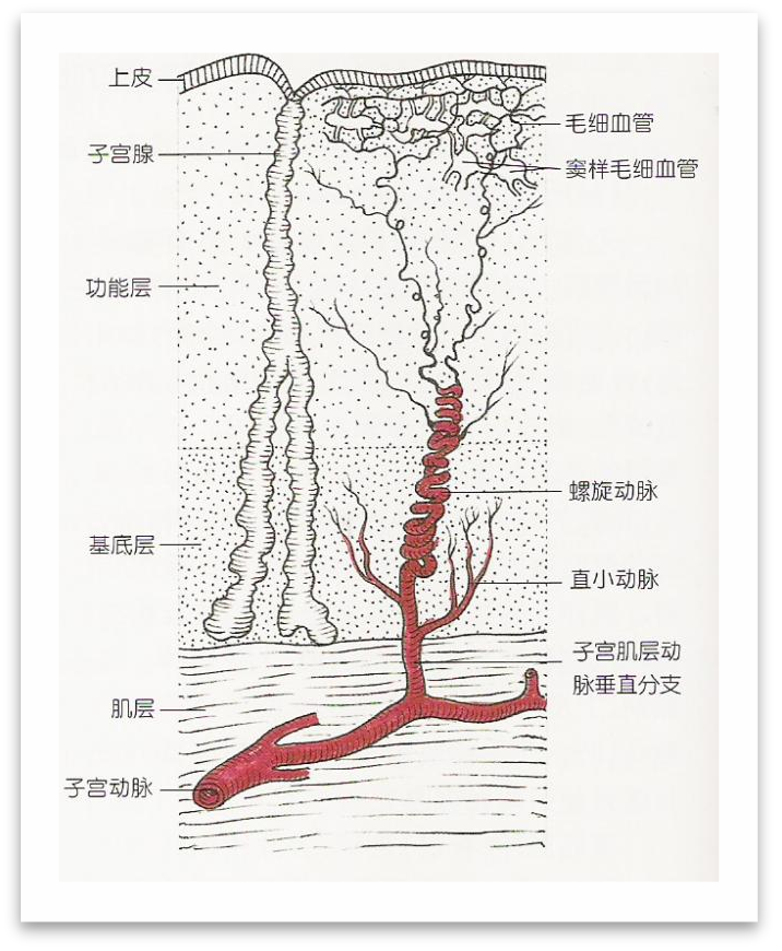 早孕期子宫动脉血流异常要紧吗?-段涛主任医师-爱问医生