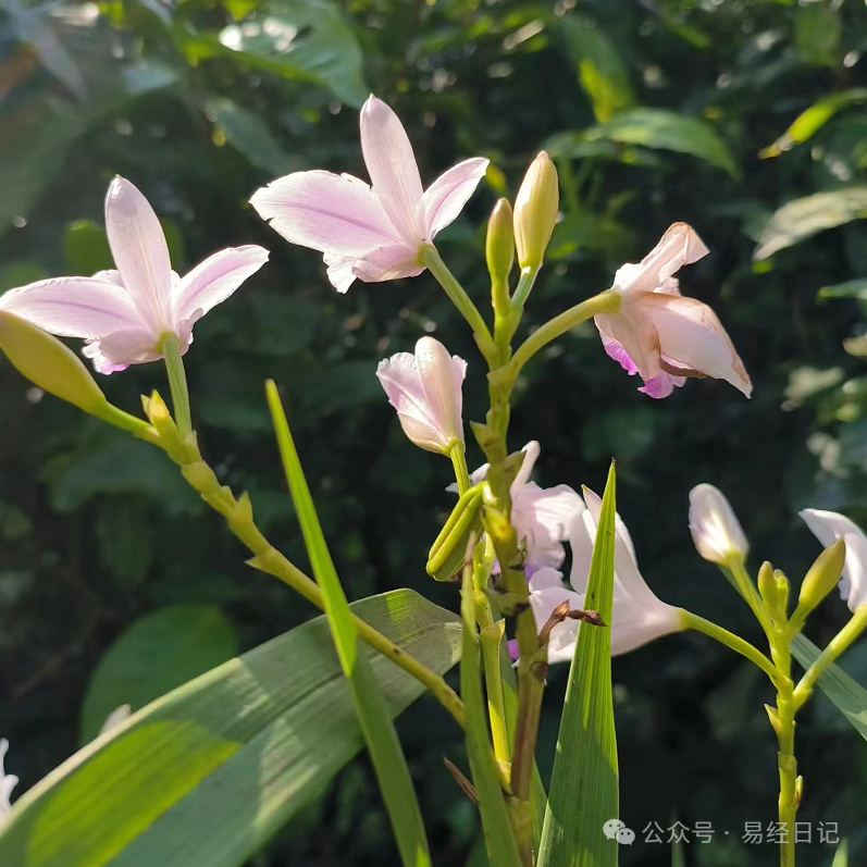 鼻炎的根源是阳气不足，用一个中成药就改善了