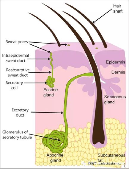 微波治疗机怎么使用天气热了，尴尬的腋臭多汗症_https://www.jmylbn.com_新闻资讯_第3张