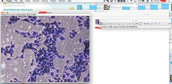 Transwell- image J五步分析法与经验总结
