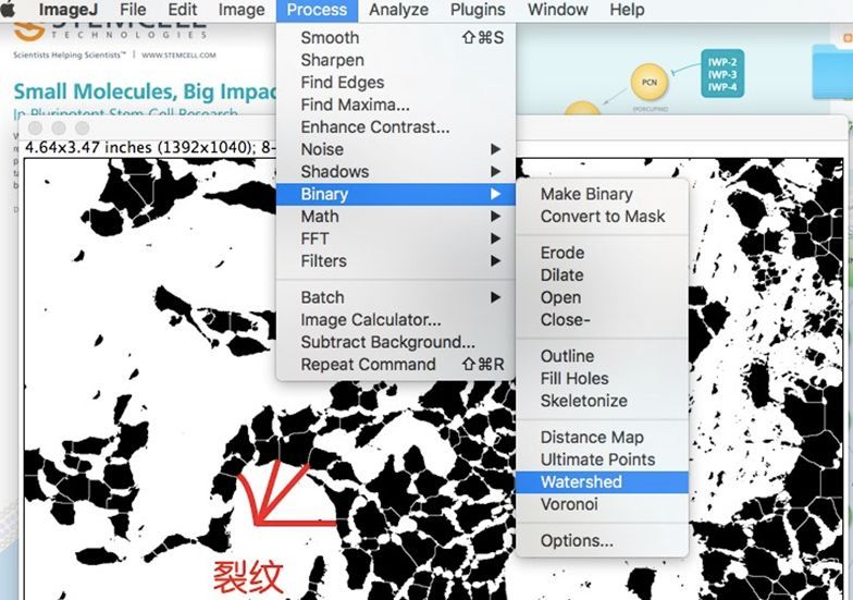 Transwell- image J五步分析法与经验总结
