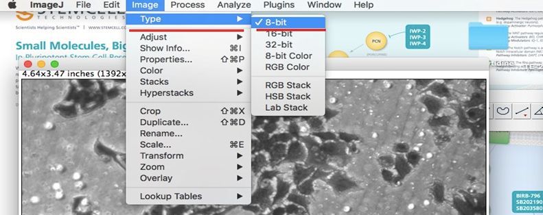Transwell- image J五步分析法与经验总结