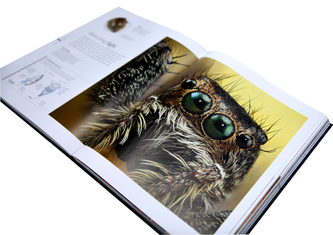 Dk重磅动物科普典藏 那些 动物世界 没有告诉我们的事 加拿大本地公众号温哥华天空vansky Com