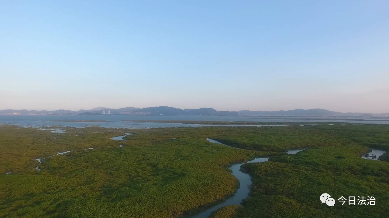 九龙江河口湿地