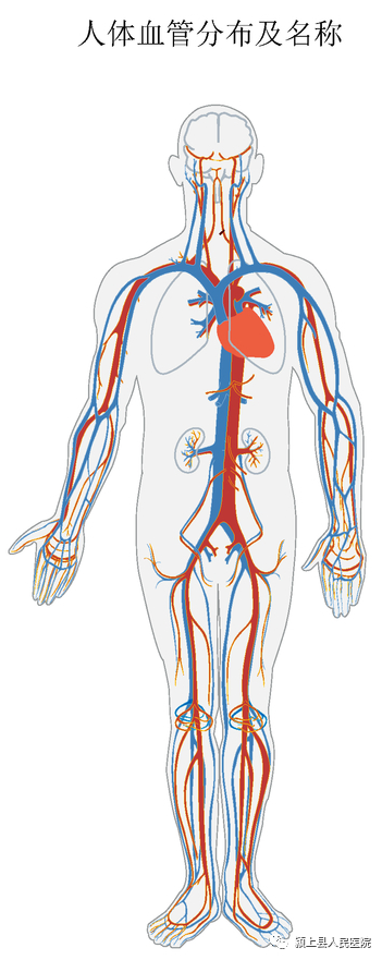 动脉什么压迫止血【科普】外伤后出血不要着急，教你几招快速止血_https://www.jmylbn.com_新闻资讯_第4张