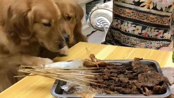 有些狗，為了吃真的什麼事都做得出來…… 寵物 第8張