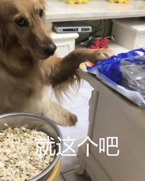 有些狗，為了吃真的什麼事都做得出來…… 寵物 第9張
