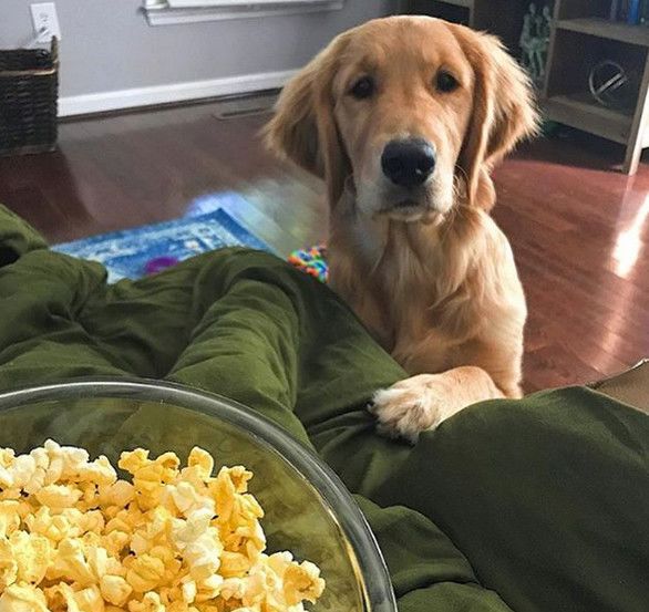 有些狗，為了吃真的什麼事都做得出來…… 寵物 第3張