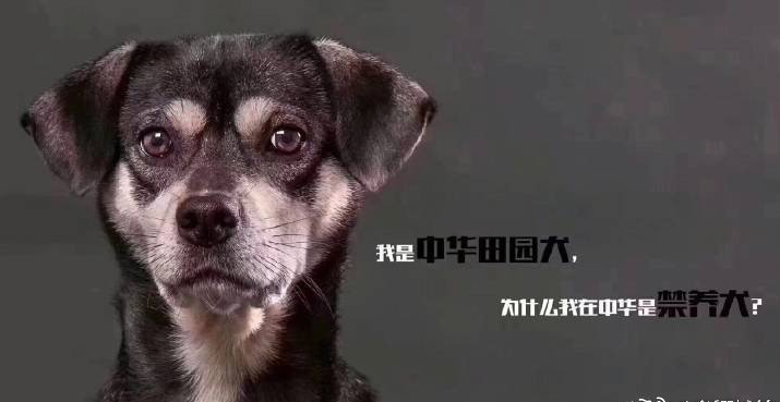 又一地公布「禁養犬名錄」，小土狗：「人類為什麼要一直嫌棄我們？」 寵物 第14張