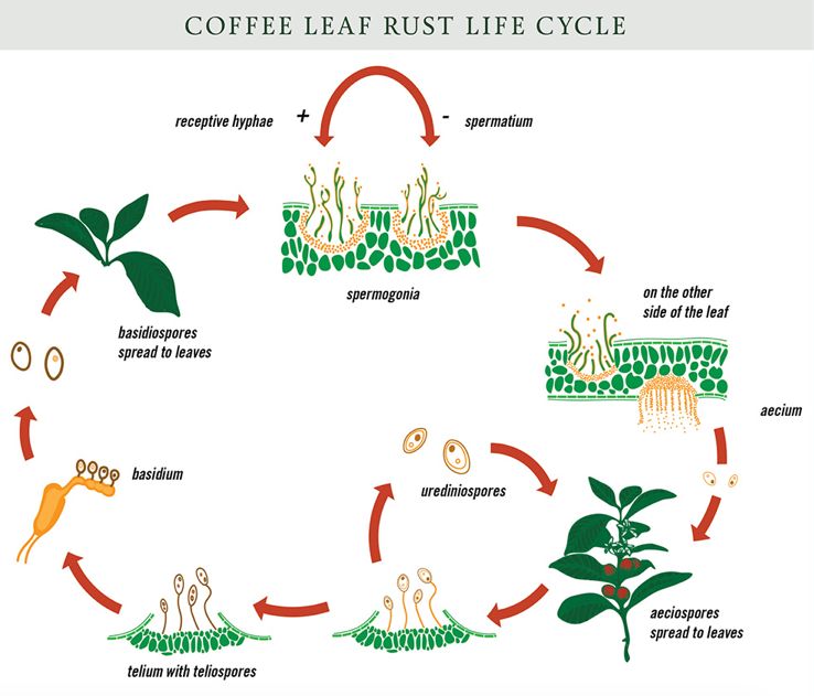 咖啡生长过程图解图片