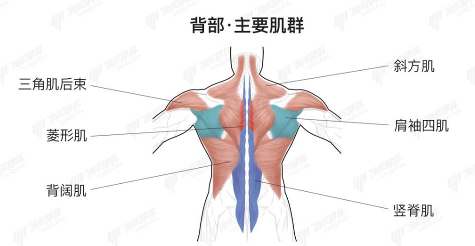 練會這兒 你不再是健身新手 硬派健身 微文庫