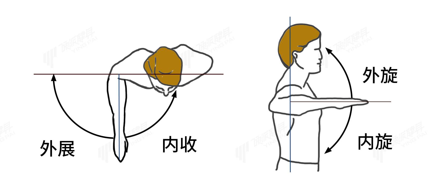 面拉：一个对肩关节形态、健康和改善圆肩等体型有效的动作-第9张图片-体能网