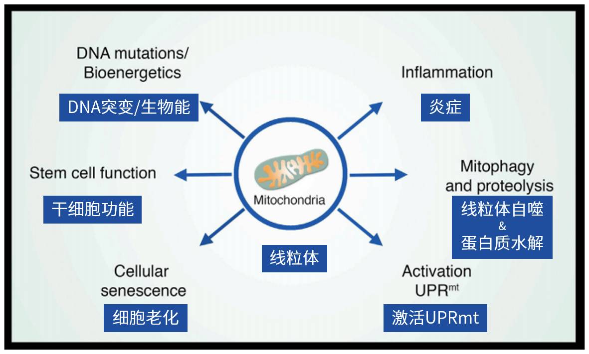 说的再直白点,线粒体活动能力减弱或功能异常,会进一步导致身体各种