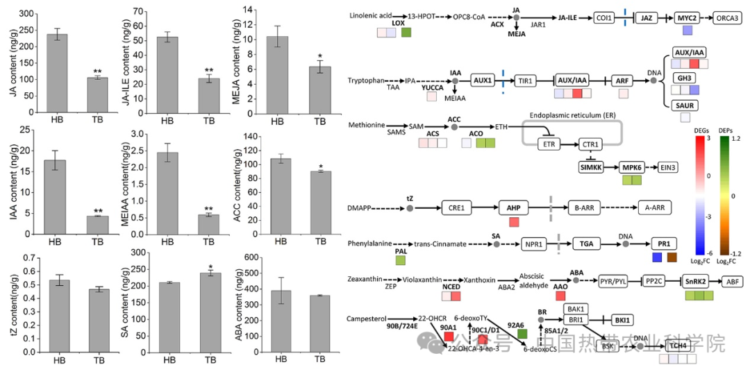 橡胶所在橡胶树死皮发生机理研究方面取得新进展(图1)