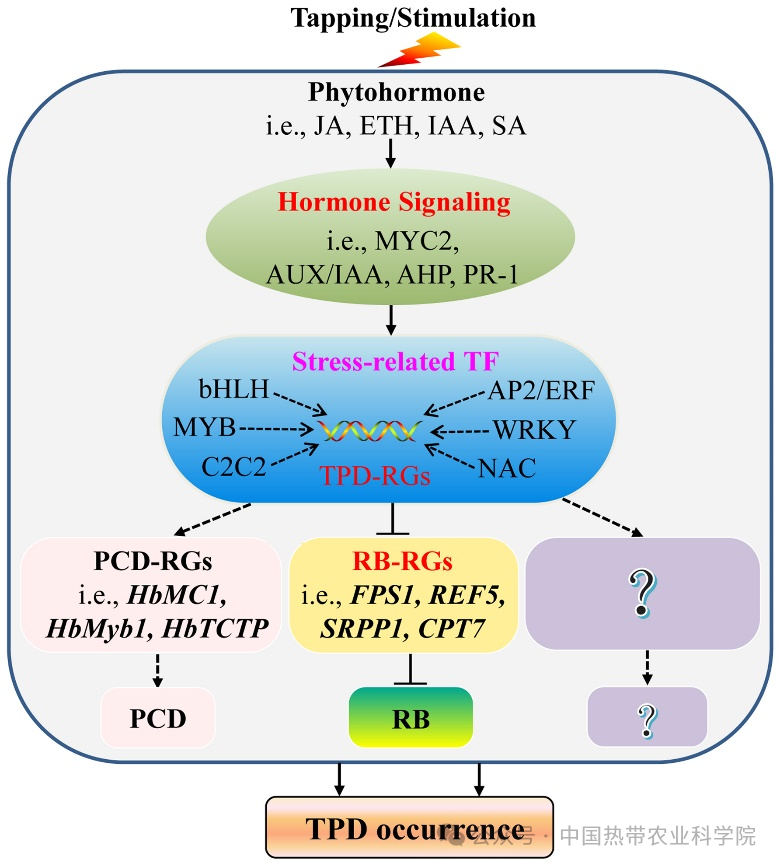 橡胶所在橡胶树死皮发生机理研究方面取得新进展(图2)