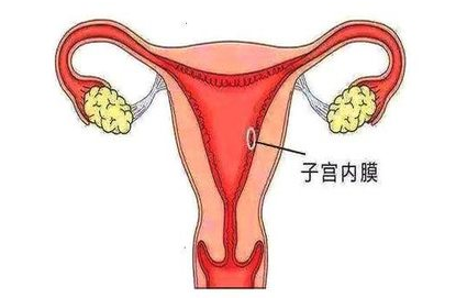 子宮內膜厚度竟然也會影響懷孕！ 親子 第2張