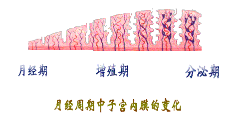 子宮內膜厚度竟然也會影響懷孕！ 親子 第3張