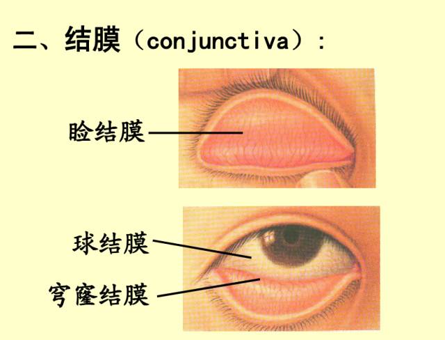 验光师培训:验光师必须了解的61张眼解剖与生理图片