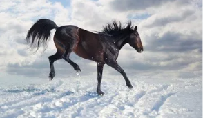 马属年龄今年多大_马属年多了34三大_90年属马