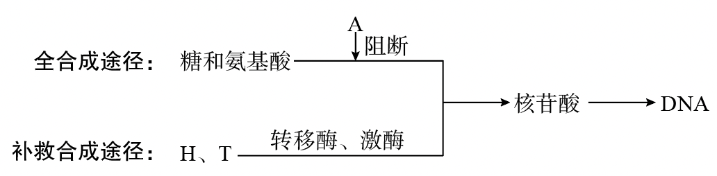 hat选择培养基对杂交瘤细胞的筛选原理