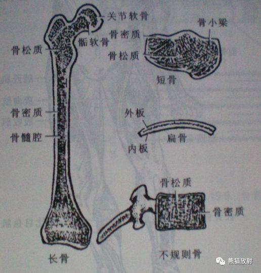 x線診斷要點丨骨發育組織學和x線解剖名詞_醫學界-助力醫生臨床決策和