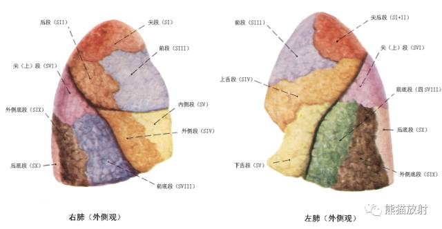 实用一文读懂肺叶肺段分布初学者必备