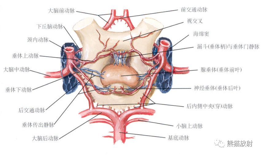 颅底血管环解剖图图片
