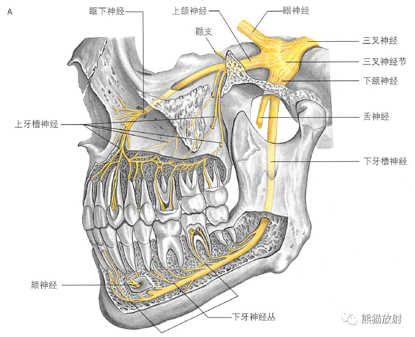 上颌神经与下颌神经翼管神经与翼腭神经节
