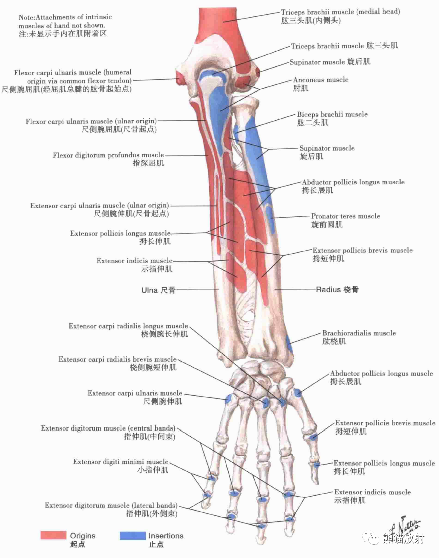 絶版:解剖学ノート9/10上肢と下肢の解剖(フランス語) - 参考書
