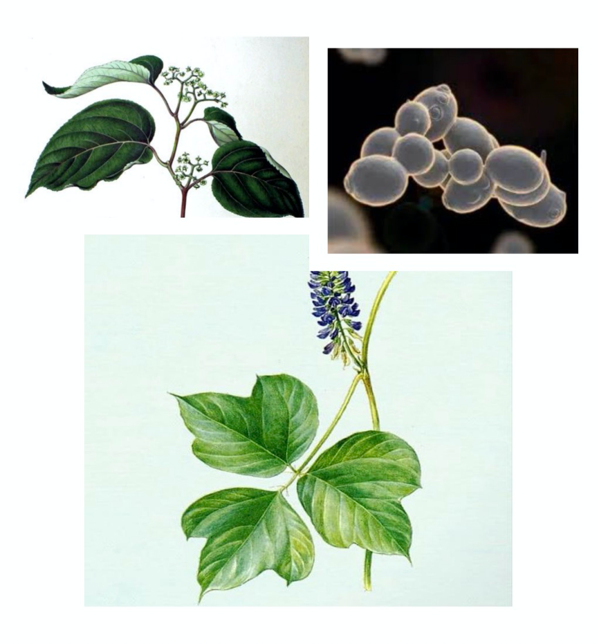 BE药片治什么作用男朋友突然爱上了这个小药片？据说可以解酒护肝？澳洲herbsense贺柏圣解酒片真的这么神奇？_https://www.jmylbn.com_新闻资讯_第6张