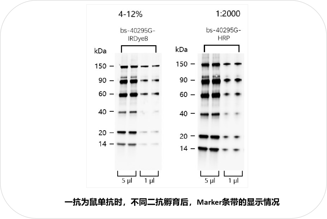 很多sci期刊要求提供wb全膜曝光带marker的原图? - 诺扬生物