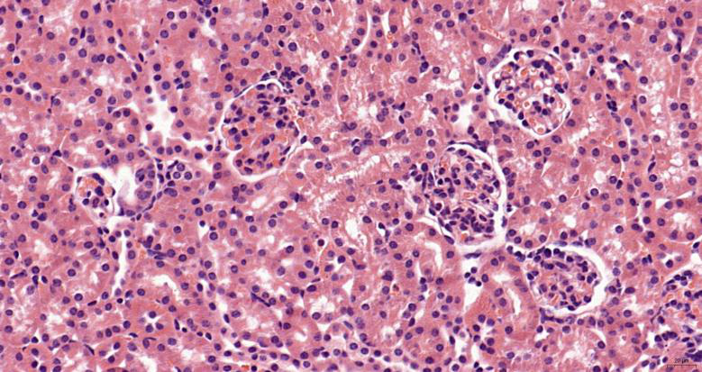 bioss优品推荐染色液让科学世界更加绚烂