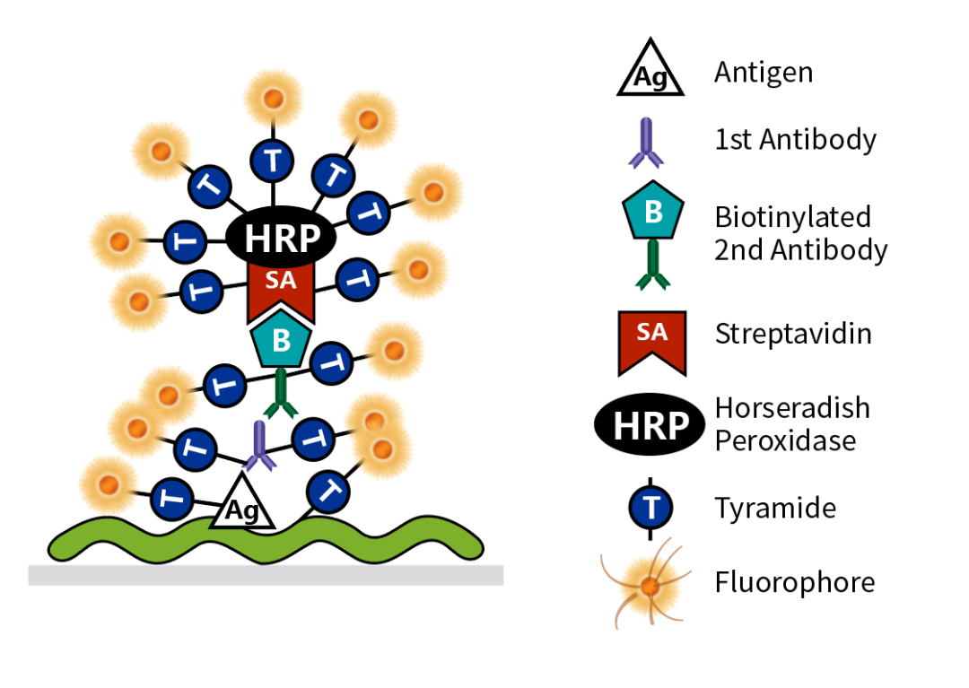 bioss-你不得不收藏的抗体偶联物选择指南 诺扬生物
