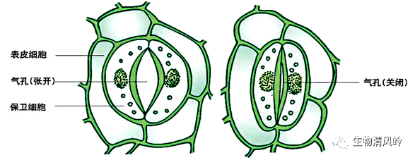 气孔开闭有着怎样的调节机制?