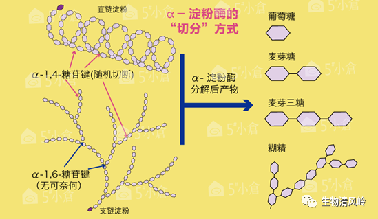 网络发布人:娄玥发布时间:2022-06-01 08:08:01阅读(41)【淀粉的结构