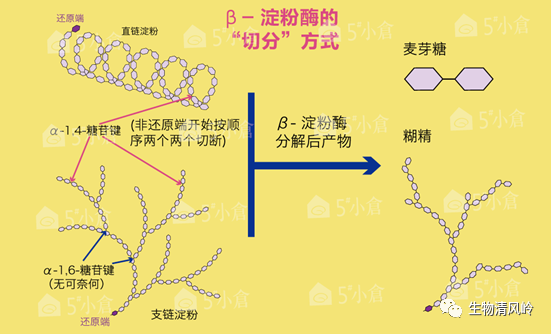 与淀粉水解有关的酶都有哪些?怎样进行催化?